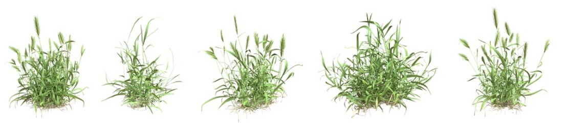 Set of grass bushes isolated. False barley. Wall barley. Hordeum murinum. 3D illustration - obrazy, fototapety, plakaty