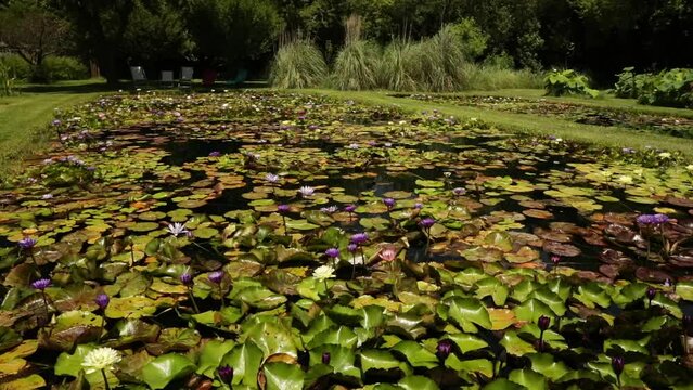 Landscaping and garden design. View of a large pond growing tropical and hardy water lilies in the park. Beautiful floating green leaves foliage and colorful flowers.
