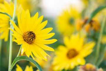 beautiful yellow flowers blooming in the park