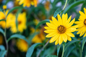 beautiful yellow flowers blooming in the park