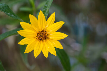 beautiful yellow flowers blooming in the park