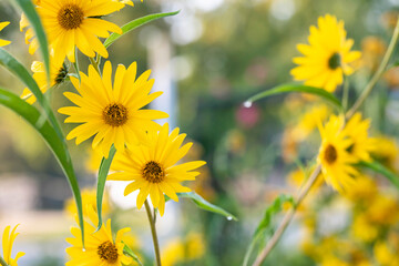 beautiful yellow flowers blooming in the park