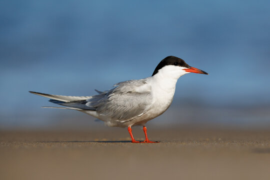 Common Tern