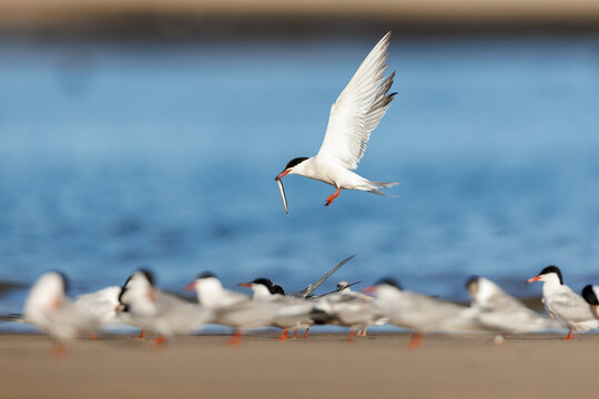 Common Tern