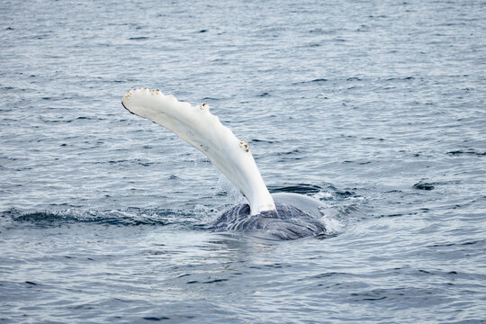 Humpback Whale
