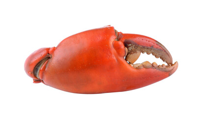 Boiled crab claws isolated on transparent png