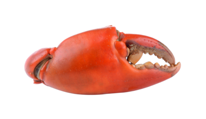 Boiled crab claws isolated on transparent png
