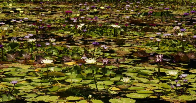 Beauty in nature. Amazing view of hardy and tropical water lilies growing in the pond in spring. View of the green floating leaves and colorful flowers blooming in the garden. 