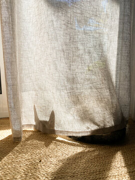 User-generated content: shadow of a sleeping cat on the curtain 