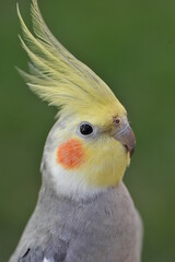 passáro calopsita linda cores amarela e laranja 