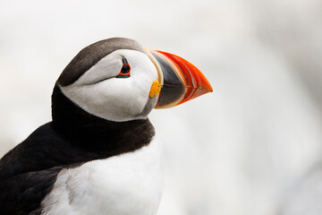 Atlantic Puffin Close-up