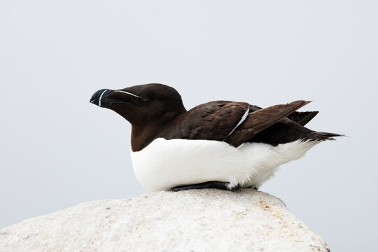 Razorbill