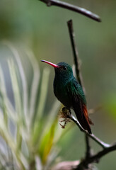Colibríes de diversas especies pertenecientes al Chocó Andino de Mindo, Ecuador. Aves endémicas...