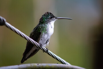 Colibríes de diversas especies pertenecientes al Chocó Andino de Mindo, Ecuador. Aves endémicas...
