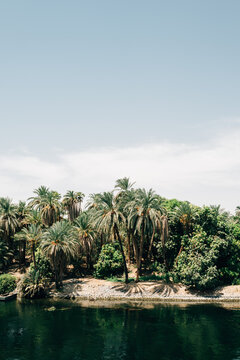 Assorted vegetation adjacent to Nile