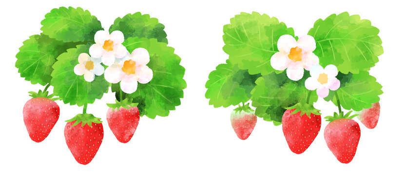 苺 Images Browse 29 340 Stock Photos Vectors And Video Adobe Stock