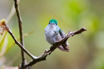 Colibríes de diversas especies pertenecientes al Chocó Andino de Mindo, Ecuador. Aves endémicas...