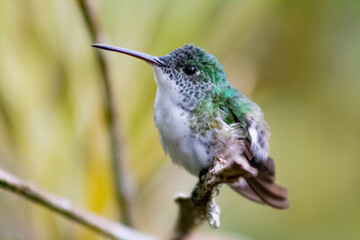 Colibríes de diversas especies pertenecientes al Chocó Andino de Mindo, Ecuador. Aves endémicas...