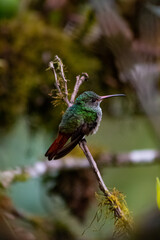 Colibríes de diversas especies pertenecientes al Chocó Andino de Mindo, Ecuador. Aves endémicas...