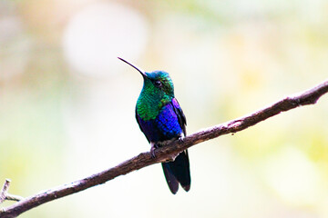 Colibríes de diversas especies pertenecientes al Chocó Andino de Mindo, Ecuador. Aves endémicas...