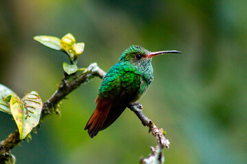 Fototapeta na wymiar Colibríes de diversas especies pertenecientes al Chocó Andino de Mindo, Ecuador. Aves endémicas de los Andes ecuatorianos comiendo y posando para fotos.