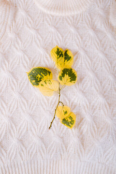 Detail of a white sweater with yellow leaves