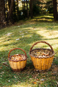 Baskets Of Harvested Mushrooms