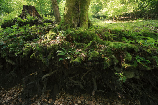 Tree with green moss and roots