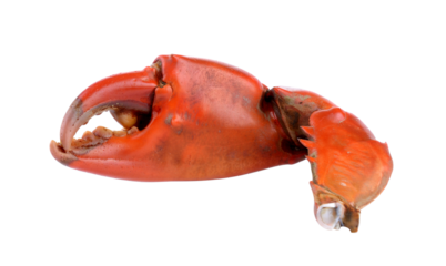Boiled crab claws isolated on transparent png