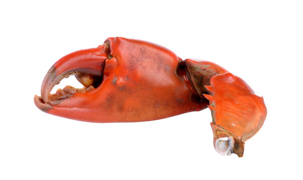 Boiled crab claws isolated on transparent png