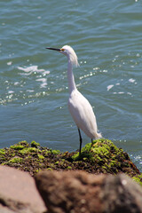 Great Heron - Laguna - Brazil