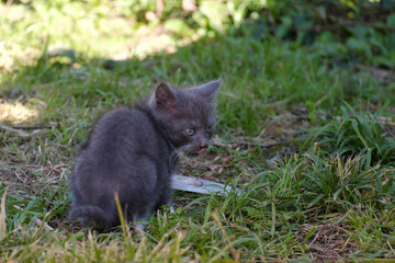 Naklejka na ściany i meble A fluffy gray kitten licking its lips with its tongue sticking out on the lawn.