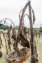 Withered sunflowers after the summer