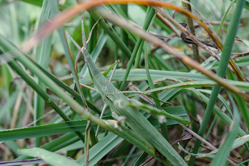 grasshopper in the grass