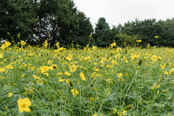 yellow flowers ( cosmoses) in the garden