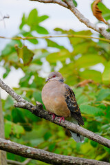市川市の野鳥の楽園に生息するキジバト