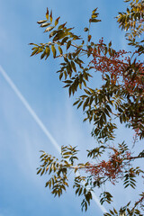 autumn leaves with red berries and blue sky