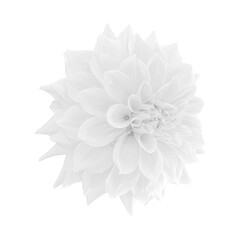 White dahlia flower isolated on white background