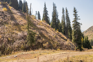 Autumn landscape of grassless hills, pine trees, blue sky and walking trails. Autumn in rural Kazakhstan