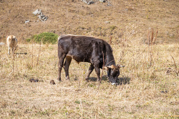 A dark-brown cow grazing on the hills in Autumn