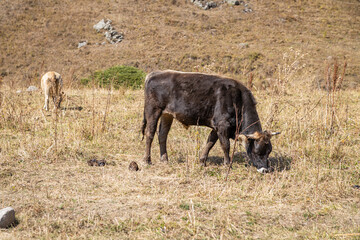 A dark-brown cow grazing on the hills in Autumn