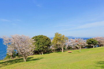 Fototapeta premium 海沿いの公園