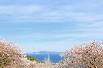 Fototapeta na wymiar 海沿いに咲く桜 