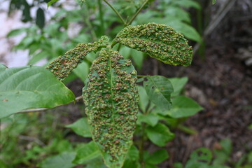leaves of wild plants infected by plant diseases.	