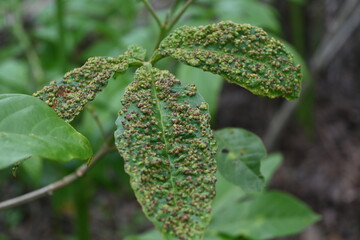 leaves of wild plants infected by plant diseases