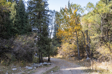 Autumn landscape - blue sky, yellow ground, mountains and hills, green and yellow foliage of the forest trees