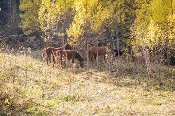 Horses grazing in the Autumn woods 