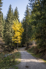 Autumn landscape - blue sky, yellow ground, mountains and hills, green and yellow foliage of the forest trees