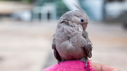 Australian parakeet scratching its body with its beak on a pink gloved hand