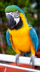  Blue gold Macaw looks like a clown face